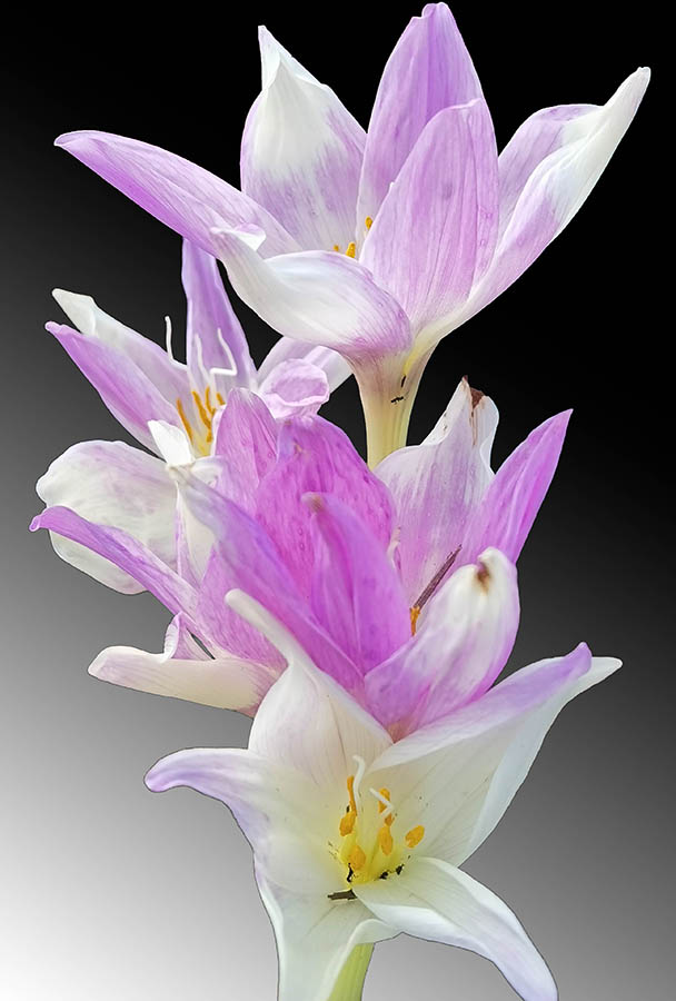 Colchicum giganteum